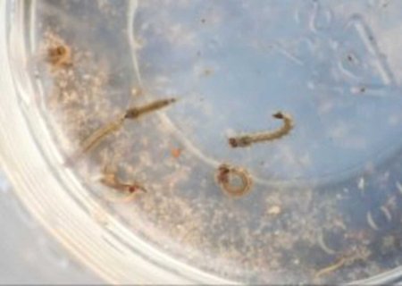 Ministério da Saúde pede maior vigilância dos municípios para diminuir focos de Aedes aegypti
