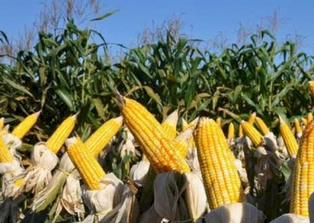 China avança em compras antecipadas do milho safrinha do Brasil  | Brasilagro