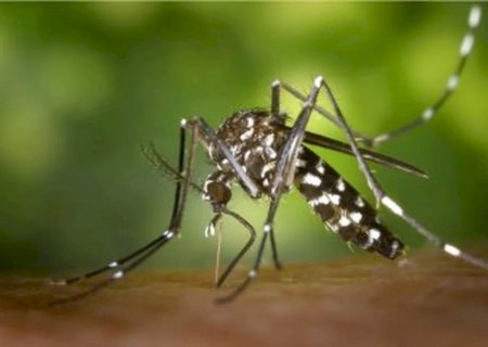 Casos confirmados de Febre Chikungunya passam dos 160 em MS