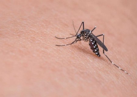 Com nova 'fábrica de Aedes aegypti', Brasil ampliará combate a doenças