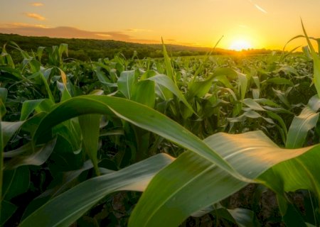 Safra global de milho vai crescer na temporada 2023/24 | Brasilagro