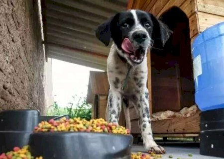 Campanha quer arrecadar ra&ccedil;&atilde;o para mais de 5 mil animais resgatados por ONG's