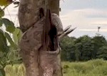 No Pantanal, jiboia se camufla e consegue devorar anu-branco em minutos