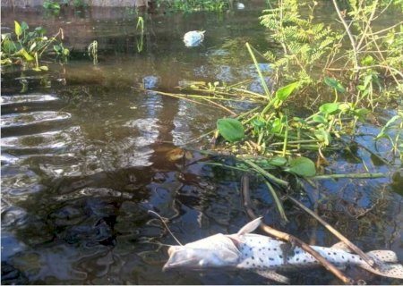 Água suja do Miranda chega ao Rio Paraguai e provoca mortandade de peixes