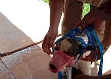 Ap&oacute;s 13 dias na GCZ, cachorro Zangado ganha novo lar em Campo Grande