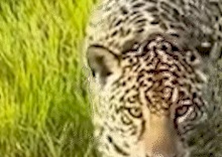 On&ccedil;a Aracy surpreende ao chegar perto de ve&iacute;culo de saf&aacute;ri no Pantanal