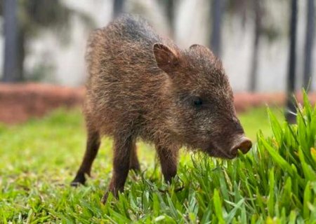 Impedida de voltar &agrave; natureza, cateto Flora ganha novo lar no Bioparque Pantanal