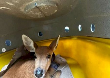 Com sinais de desidrata&ccedil;&atilde;o, cervo-do-Pantanal &eacute; resgatado na BR-262