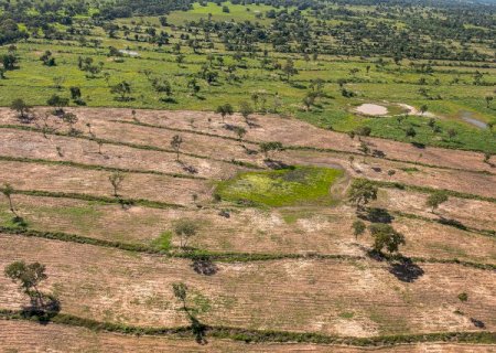 Pantanal &eacute; o &uacute;nico bioma com alta nos &iacute;ndices de desmatamento