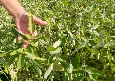 Estiagem severa atinge mais de 640 mil hectares de soja em MS