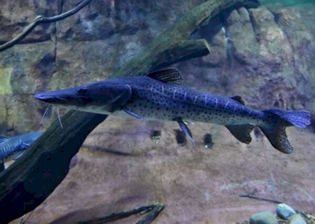 Bioparque Pantanal ser&aacute; vitrine de conserva&ccedil;&atilde;o de esp&eacute;cies migrat&oacute;rias na COP15