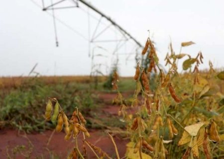 Com alta de 118% em MS, CNJ endurece regras para recupera&ccedil;&atilde;o judicial no agro