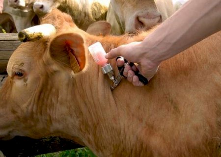 Consulta p&uacute;blica discute regras para liberar gen&eacute;ricos veterin&aacute;rios no Pa&iacute;s