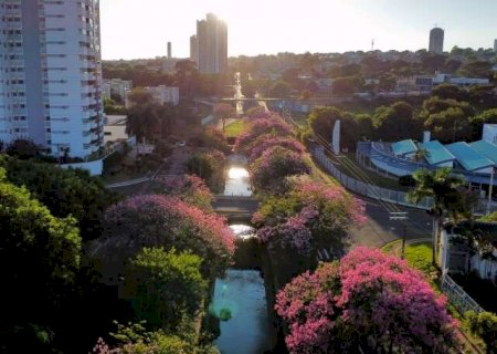 Al&eacute;m de exuberantes, paineiras combatem enchentes e alimentam a fauna da Capital