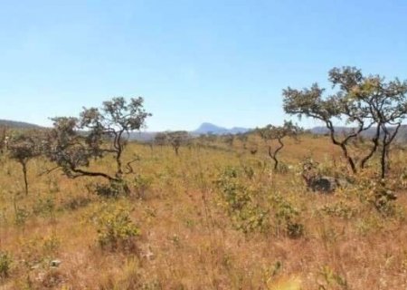 Cerrado cobre 62% de MS, mas espera h&aacute; 16 anos lei nacional de prote&ccedil;&atilde;o