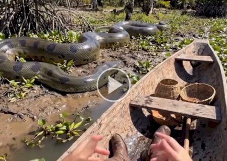 SOS Pantanal usa IA para recriar bioma de quase 500 anos atr&aacute;s