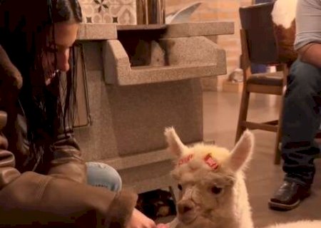 Com mamadeira e lacinho, Ana Castela apresenta filhote de alpaca