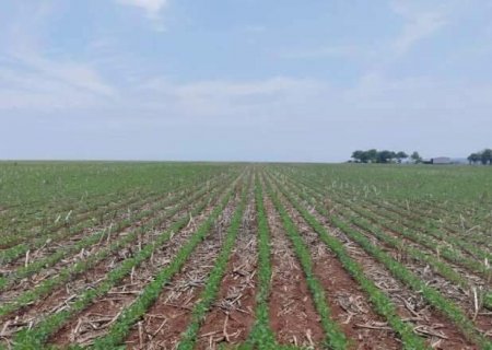 Vazio sanit&aacute;rio termina hoje e soja pode voltar ao campo a partir de amanh&atilde;
